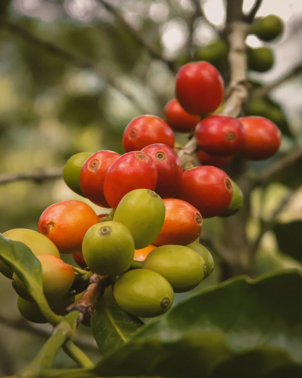 Ripe red and green coffee cherries growing on a branch.